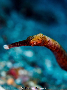 Bling Bling. Slender Pipefish - Trachyrhamphus longirostr... by Stefan Follows 